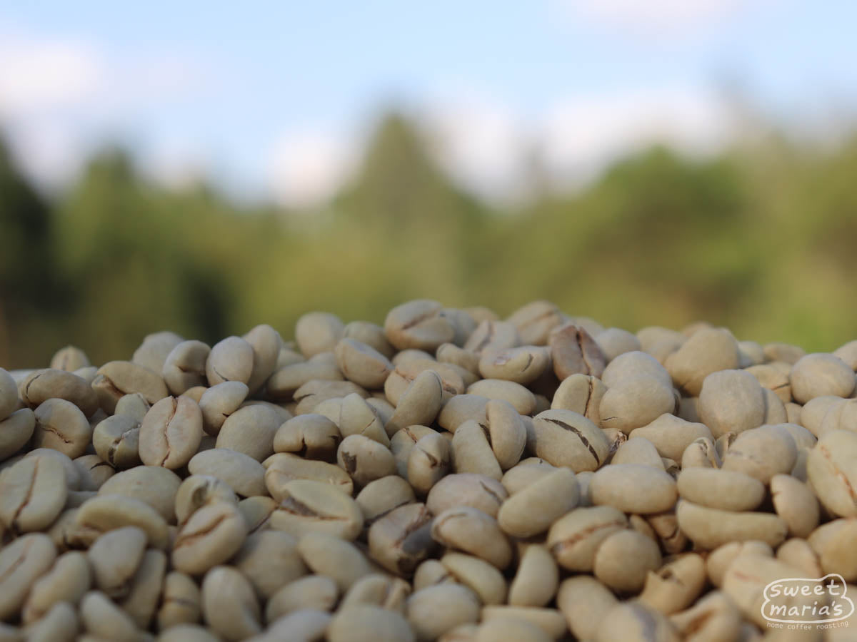 Parchment coffee dries on raised beds at Kii Factory, Nyeri.