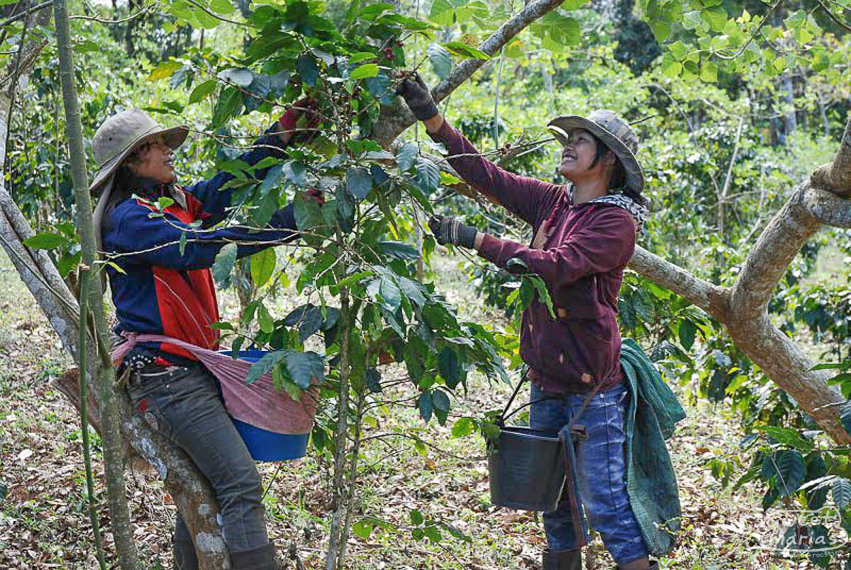 Two farmers pick coffee from a coffee plant at a coffee farm in Paksong