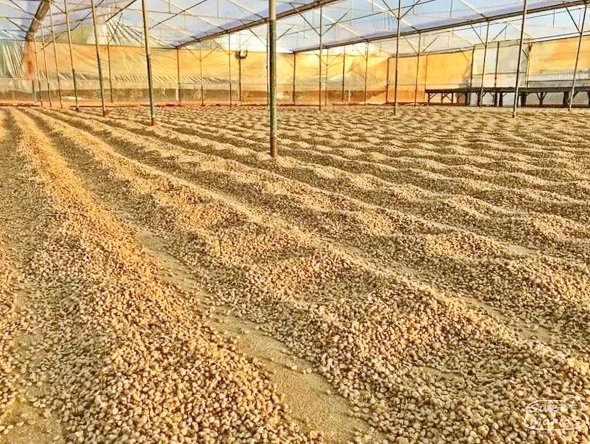 An example of a Gesha plant full of coffee fruit at a farm in Colombia