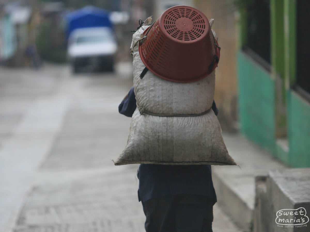 A farmer carries a mylar bag filled with coffee cherry