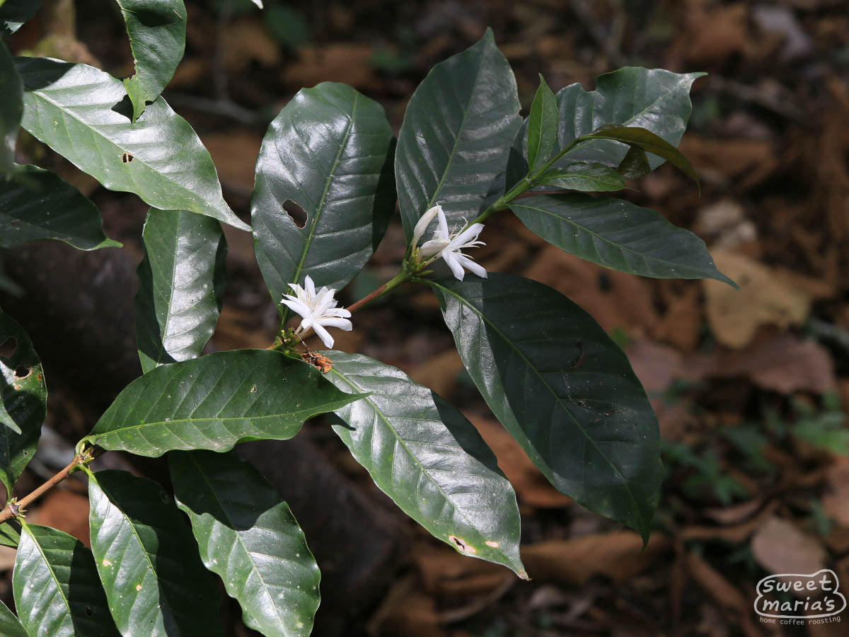 Flowering coffee shrub at a Chiapas farm.