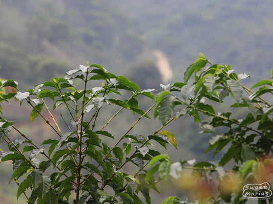 We don't have photos from Veracruz, so here's a picture of coffee plants in Chiapas instead!