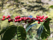 Ripe red coffee cherries at the Ojo de Agua farm in Dipilto, Nicaragua.
