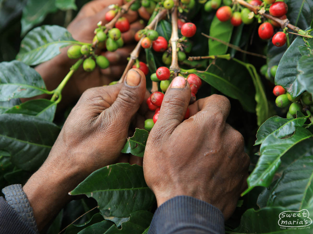 Workers pick the red
