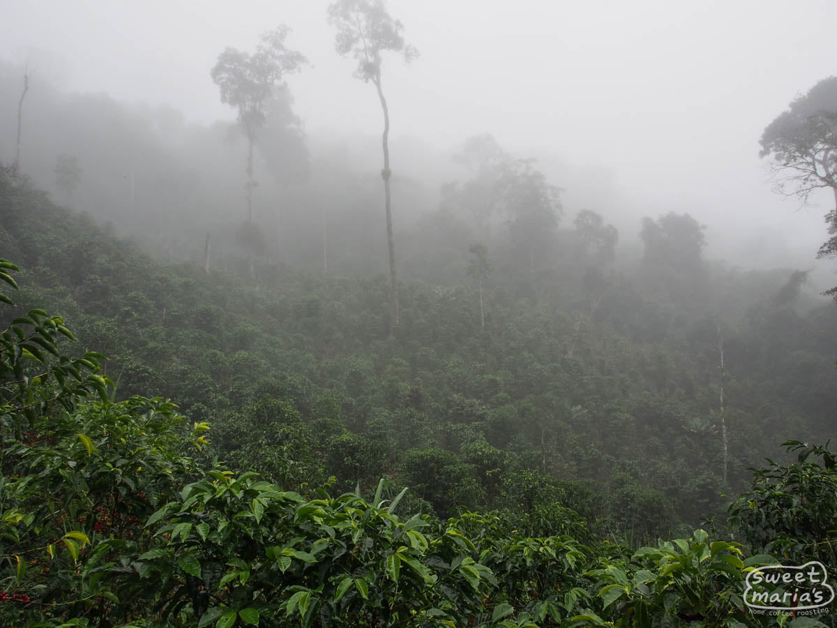 Misty mornings at a farm in the Chirinos region of Peru.