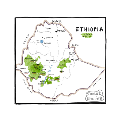 Ethiopia - Coffee Shrub