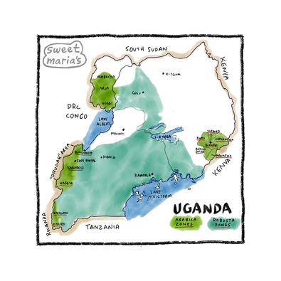 Uganda - Coffee Shrub