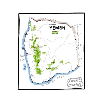 Yemen - Coffee Shrub
