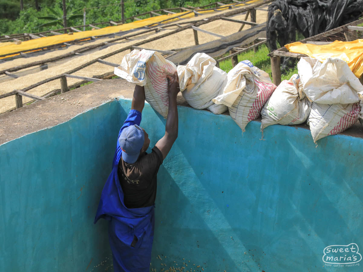 Gitwe Rwanda Nyamasheke Gitwe – Sweet Maria's