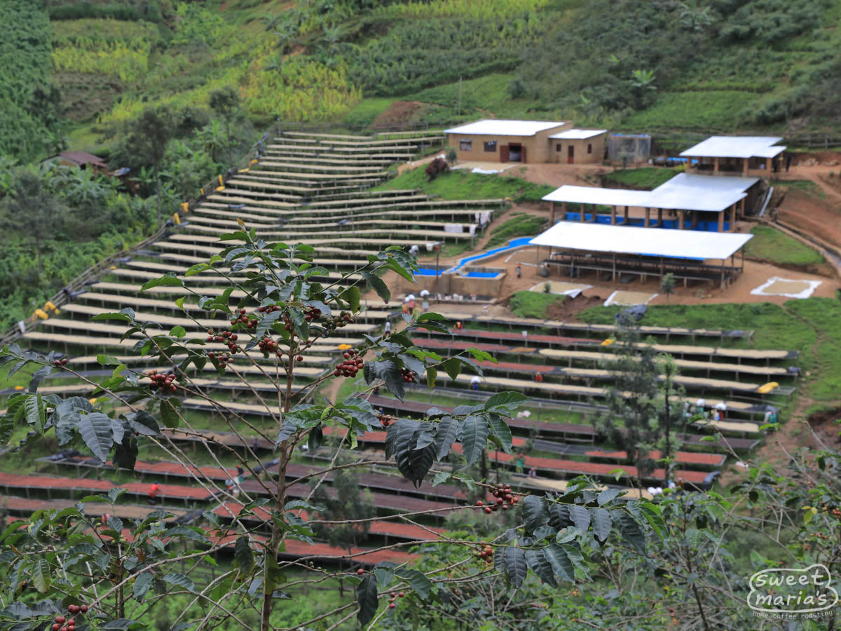 Gitwe Rwanda Dry Process Gitwe – Sweet Maria's