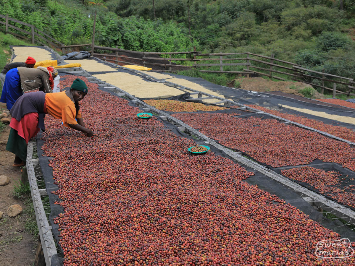 Gitwe Rwanda Dry Process Gitwe – Sweet Maria's