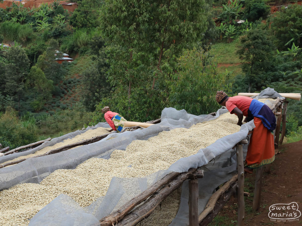 Burundi Mutambu Migoti Hill – Sweet Maria's