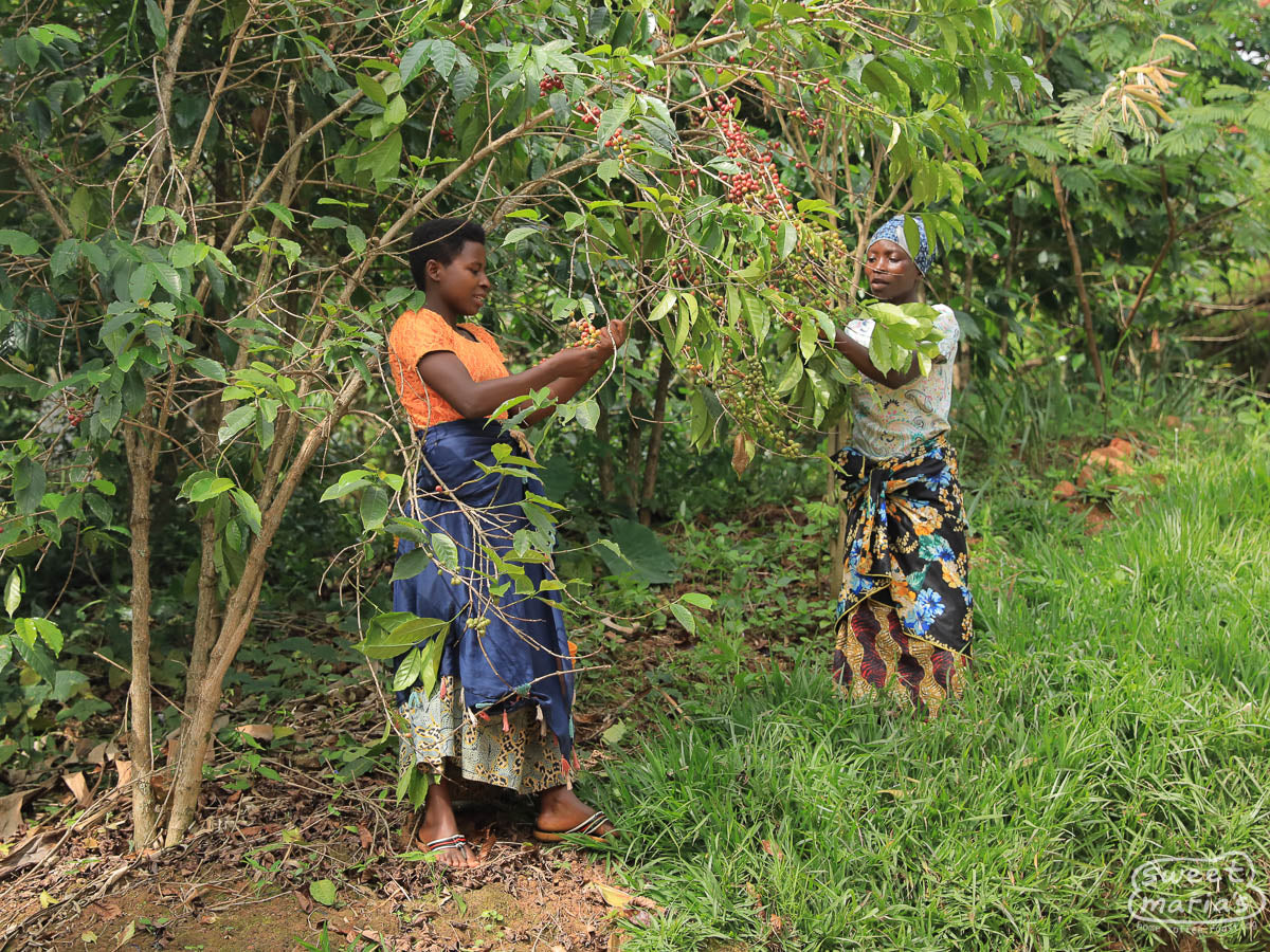  Burundi.