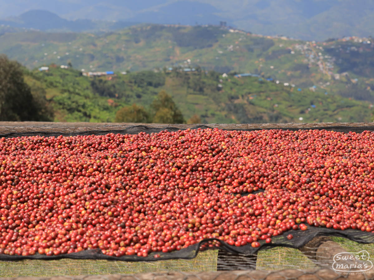 Rwanda Dry Process Kivu Kageyo – Sweet Maria's