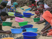 Workers tend to the drying coffee at the Tumba site