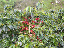 Coffee cherries ripen at a Sumatran farm.