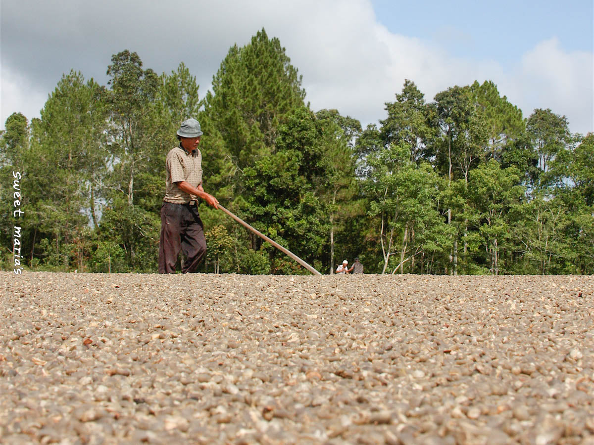 A worker turns wet hulled coffee on a large cement drying patio in Aceh, Sumatra.