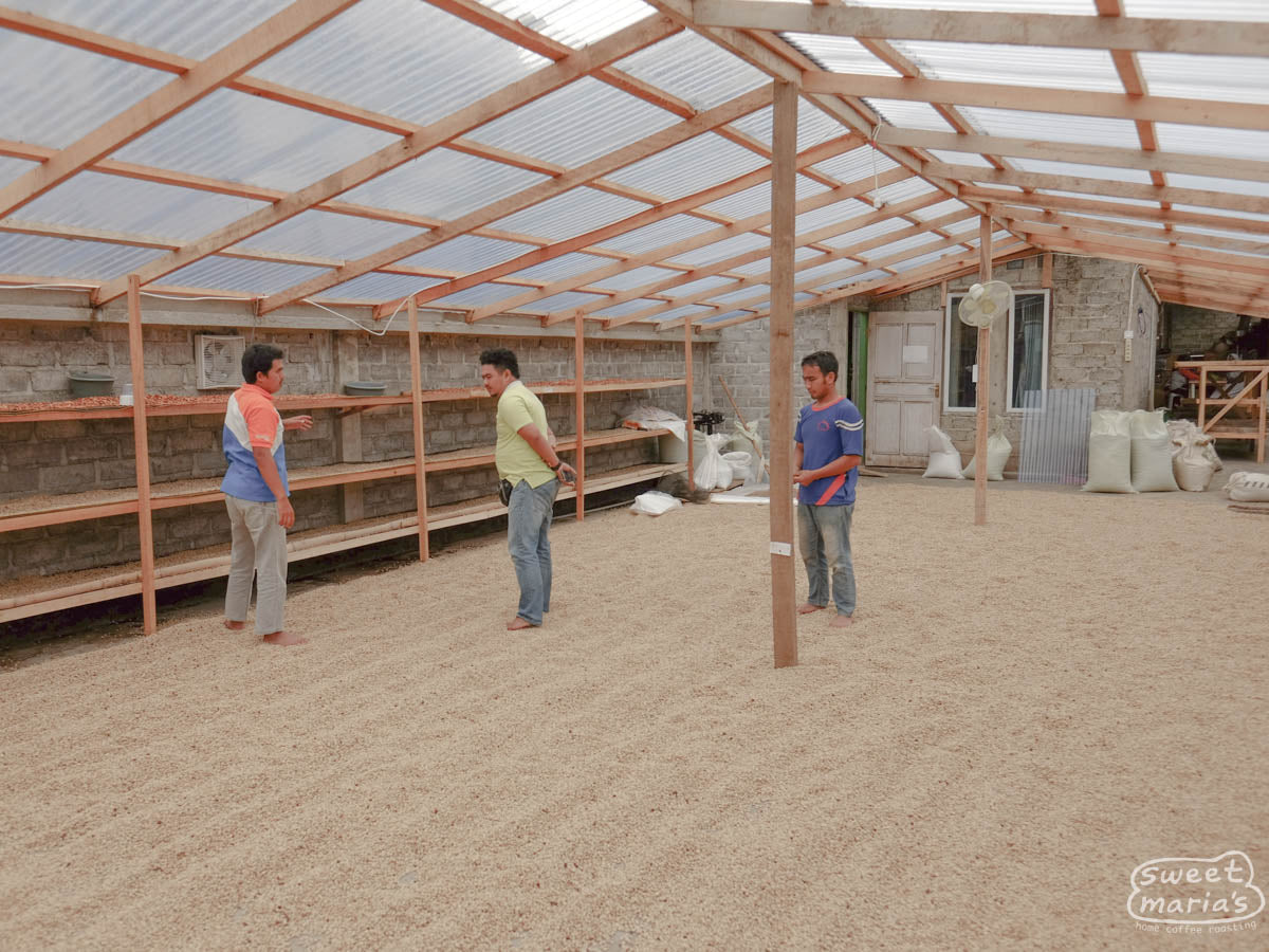 Inside one of the expansive coffee drying rooms at the Pendekar coffee cooperative, green coffee dries on raised beds, and cement patio floor below. Kerinci, Sumatra.