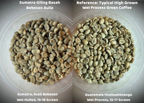 Close-up photo of wet hulled green coffee in Lintong Nihuta. You can see how wet it still is