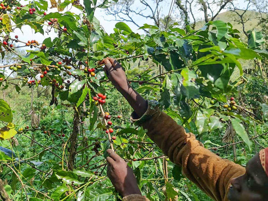 A member of the Grassfield cooperative picks the red cherries from his tree, leaving the green coffee in place so that they can continue to ripen. Bamboutos regions, Cameroon.