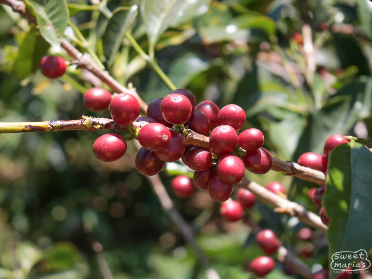 Ripe coffee cherries on a shrub at a West Valley farm.