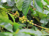 Clumps of green coffee cherries weigh down a branch of a Tim Tim variety at Aulia Kahfi's farm.