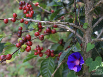 Coffee cherries ripening on a tree at a small farm in Buesaco.