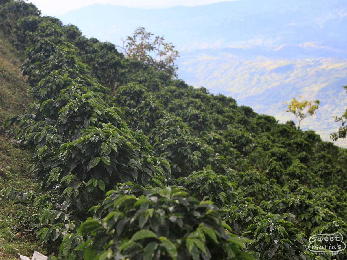 Green coffee shrubs grow in neatly planted rows at a Huila coffee farm with a view of the deep valley in the background.