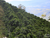 Green coffee shrubs grow in neatly planted rows at a Huila coffee farm with a view of the deep valley in the background.