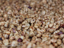 Honey process coffee with fruit mucilage still intact that has turned a dark red color as it dries. Vereda Páramo, Aponte.
