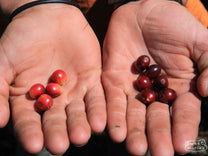 Ricardo shows us the range of ripeness they look for from the pickers at Los Angeles.