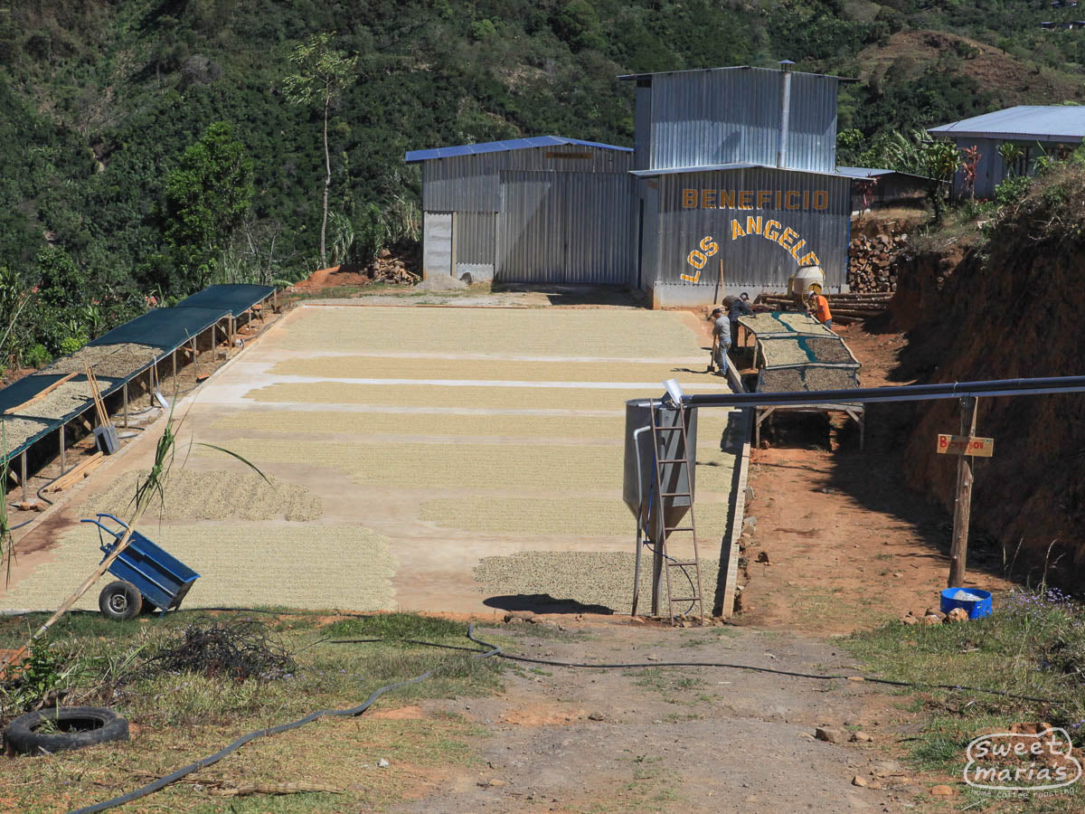 Coffee dries on patios and raised beds at Beneficio Los Angeles in Dota, Tarrazu.