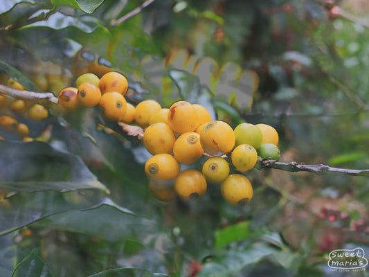 Yellow coffee fruit at La Casona micro mill in Tarrazu.