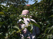 Maria Helena leads us through the neatly planted rows of coffee at the El Danto farm in West Valley, Costa Rica.