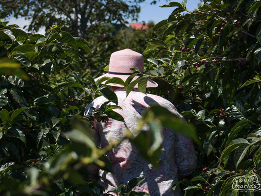 Maria Helena leads us through the neatly planted rows of coffee at the El Danto farm in West Valley, Costa Rica.