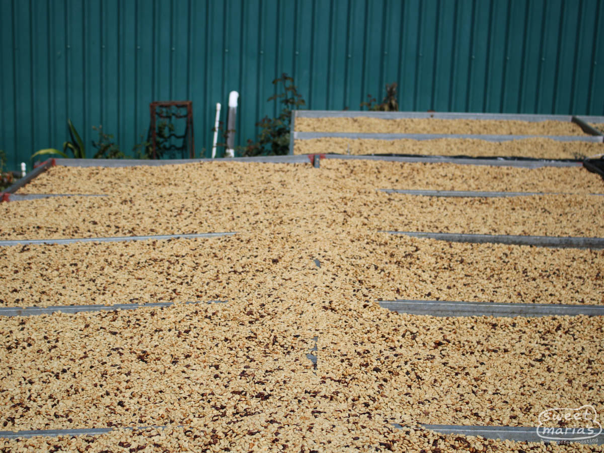 Parchment coffee dries on raised tables at the Monte Brisas mill in Zarcero.