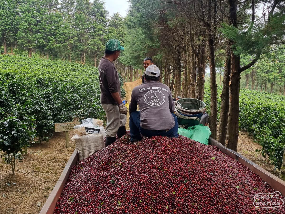 Workers ride atop the coffee cherries in the back of a truck bed at the Sumava farm.