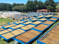 Many different coffee lots dry separately on raised drying beds at the Sumava farm and micromill.