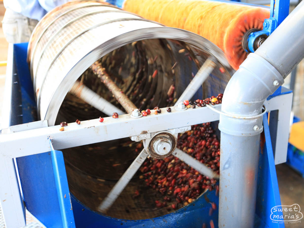 The spinning "criba" separates pulped cherries and debris from the coffee by allowing only the small seeds to pass through a grid drum and on to the drying beds. Tarrazu region.