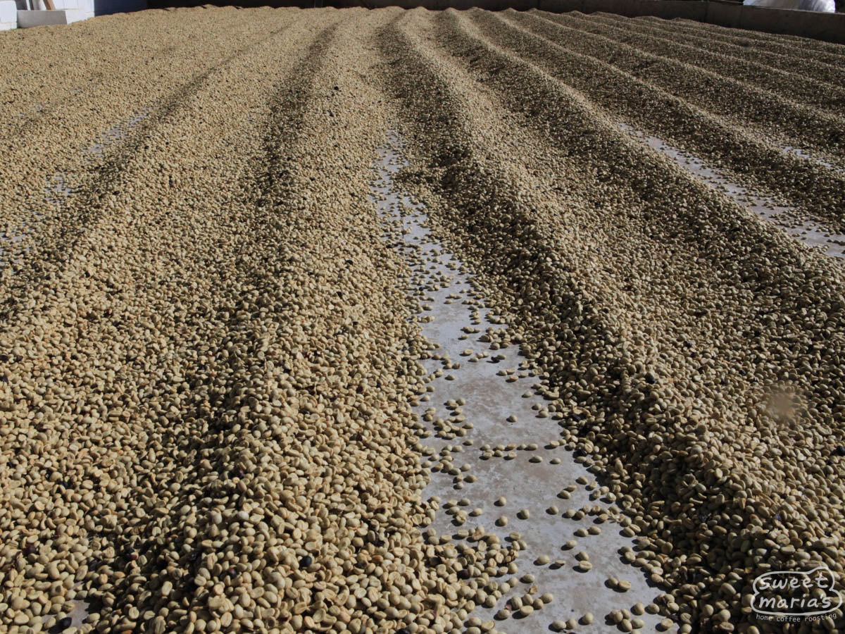Machine washed coffee dries in its protective parchment layer at a farm in Tarrazu region.