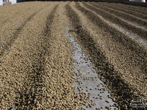 Machine washed coffee dries in its protective parchment layer at a farm in Tarrazu region.