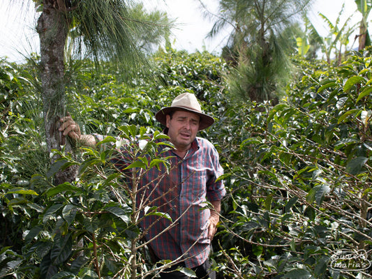 Ignacio Solis shares his philosophy on using mostly organic farming technics on his farm. Don Oscar, Tarrazu.