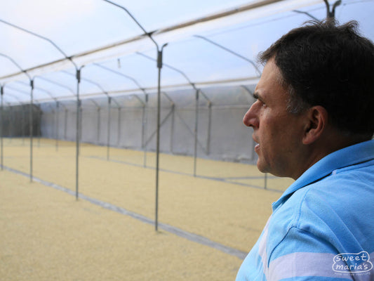 Ricardo Barrantes looks out over the coffee drying on cement patios under a protective shade canopy overhead. Helsar de Zarcero micro mill.