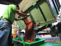 A worker unloads coffee cherries into the hopper at the Helsar mill.