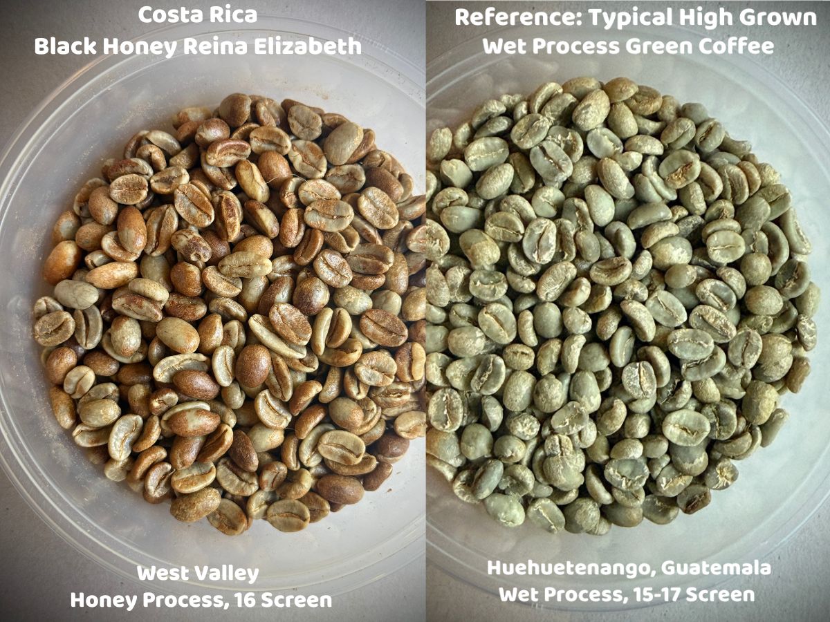 Side-by-side comparison of black honey Reina Elizabeth and a wet process Guatemalan green coffees (not roasted).