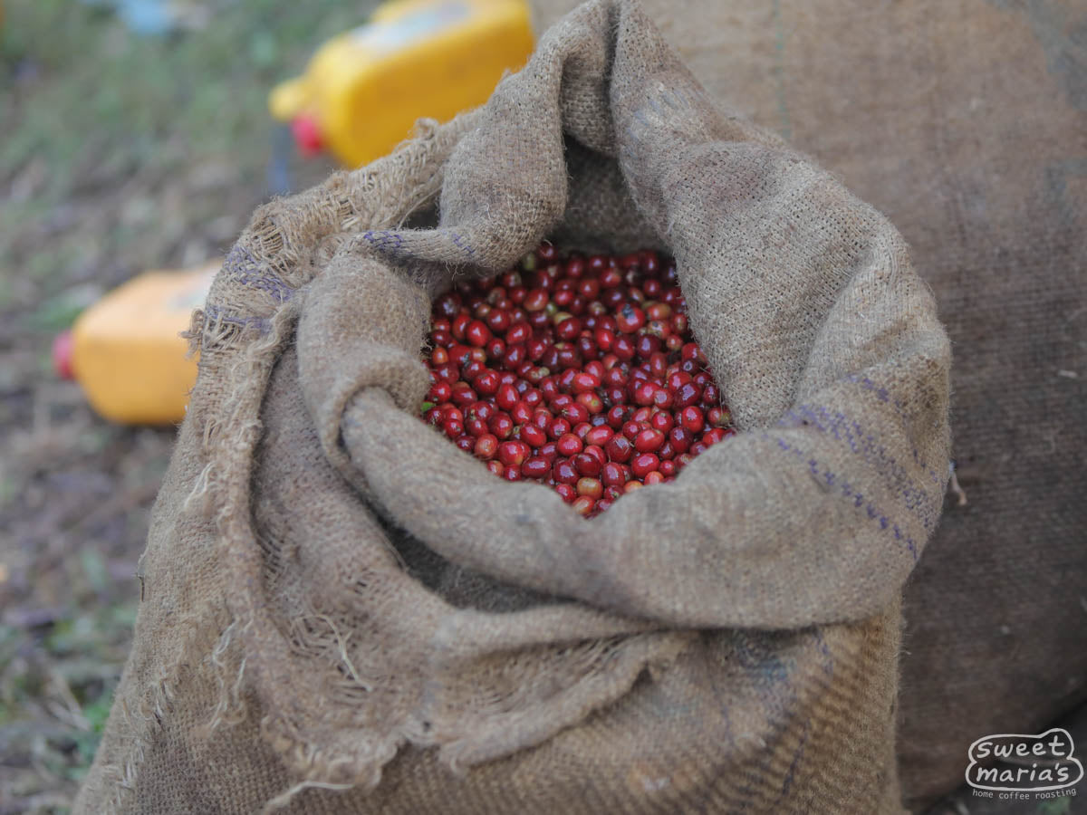 Jute bag filled with coffee cherries harvested that day at Birbirsa.