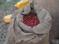 Jute bag filled with coffee cherries harvested that day at Birbirsa.