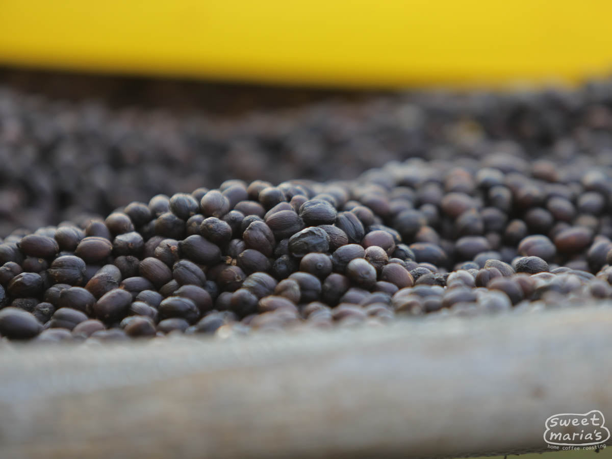 Close-up photo of drying coffee cherries at the Birbirsa site in Beshasha, Jimma.