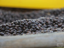 Close-up photo of drying coffee cherries at the Birbirsa site in Beshasha, Jimma.