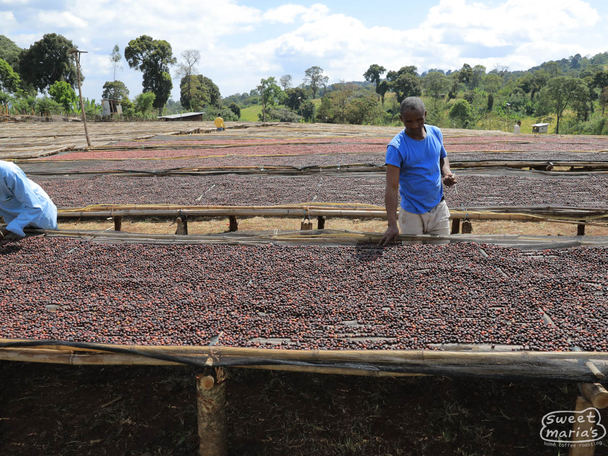 Workers sorting out any unripe coffee cherries from the drying beds of the Goro site in Hambela Wamena, Guji Zone Ethiopia.